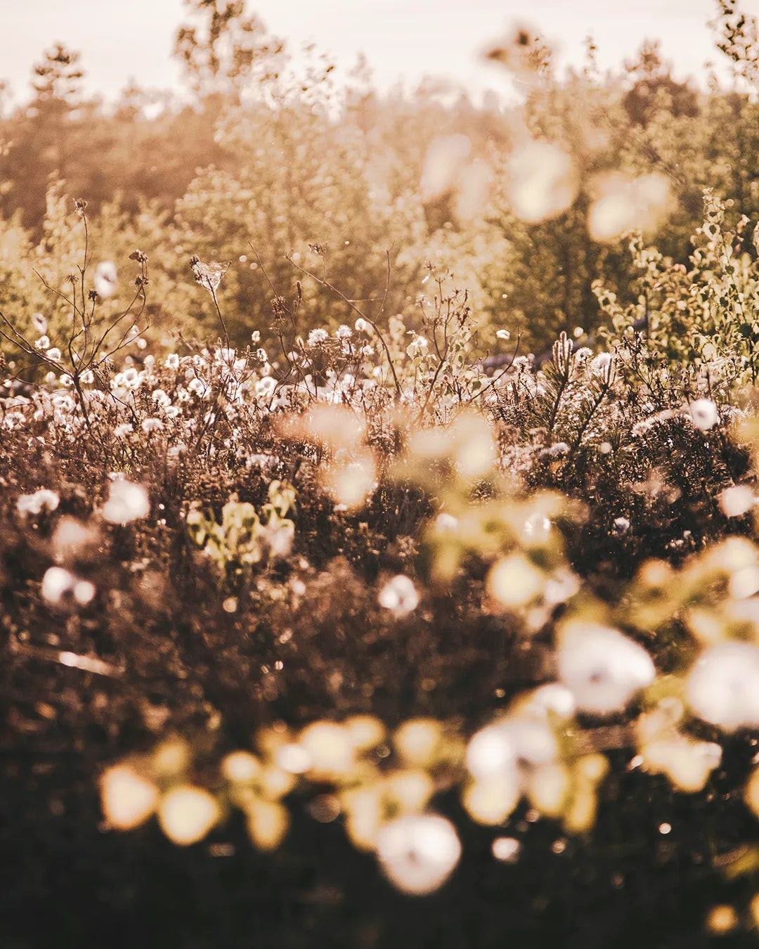 Scented water 200ml Light blossom