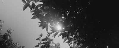 The Musc Perfume Extract Spray​ 30 ML