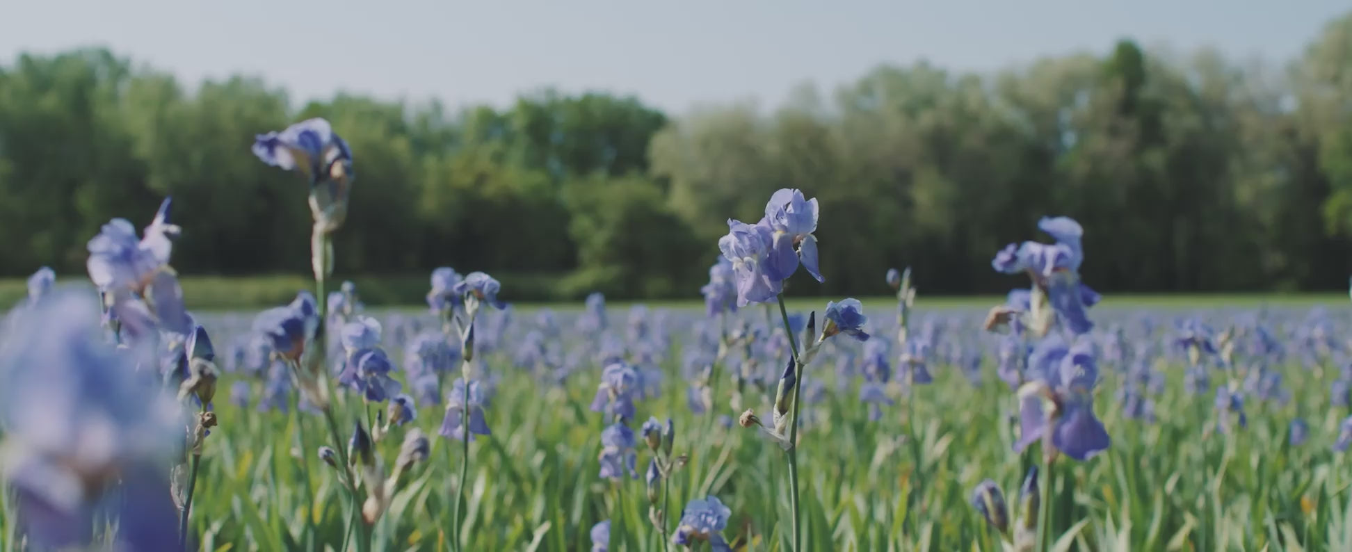 Velvet Iris Eau de Parfum Refillable Spray
